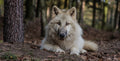 Wolfspatenschaft „Dala“ 🐺