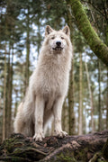 Wolfspatenschaft „Kimo“ 🐺