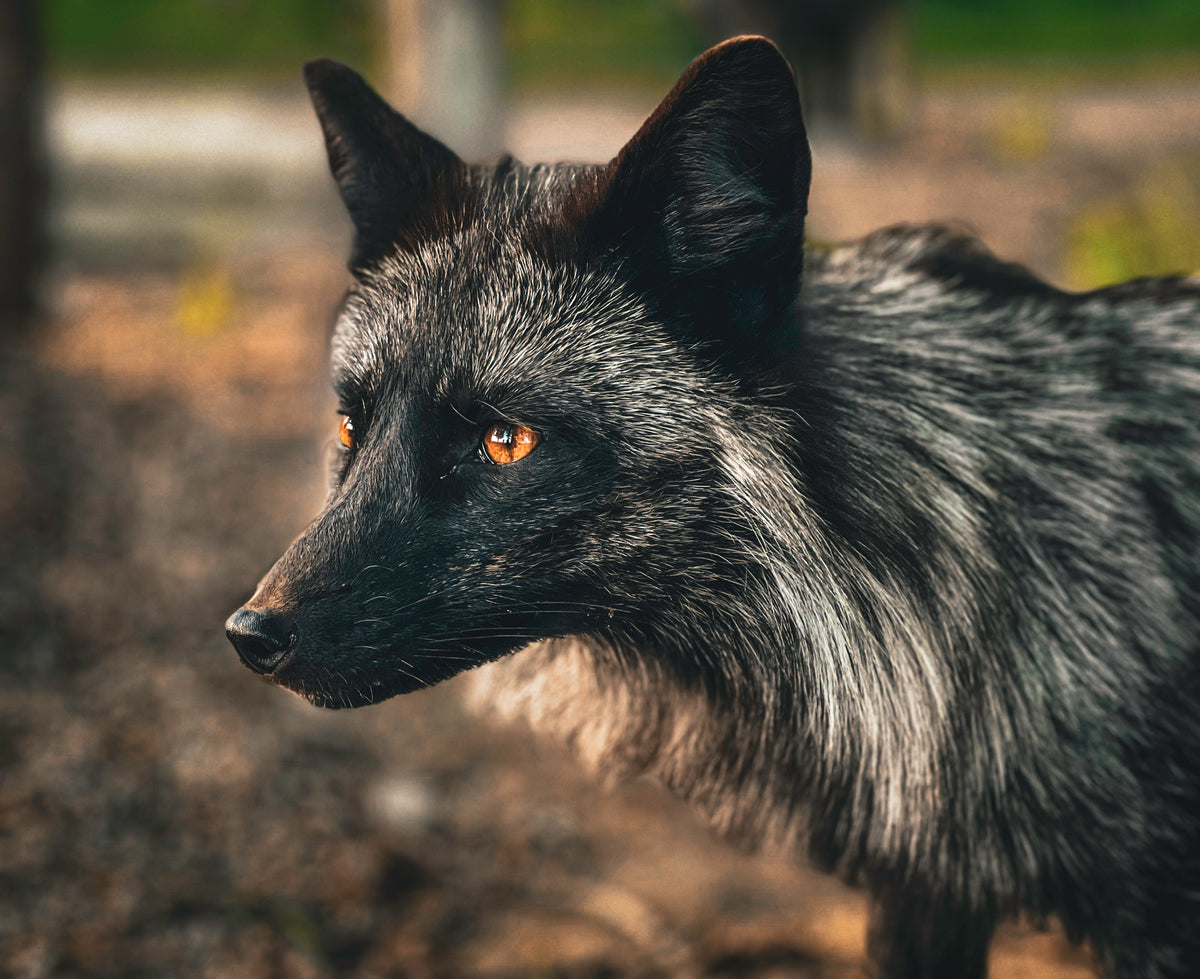 Hallo Fuchs