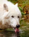 Wolfspatenschaft „Cosmo“ 🐺