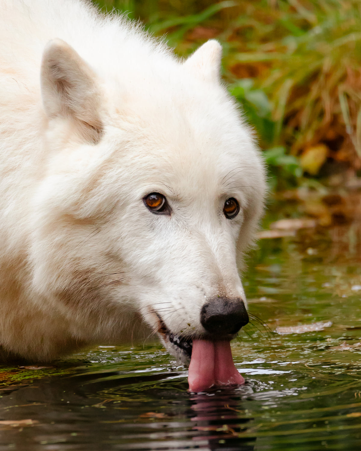 Wolfspatenschaft „Cosmo“ 🐺