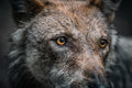 Wolfspatenschaft „Finja“ 🐺