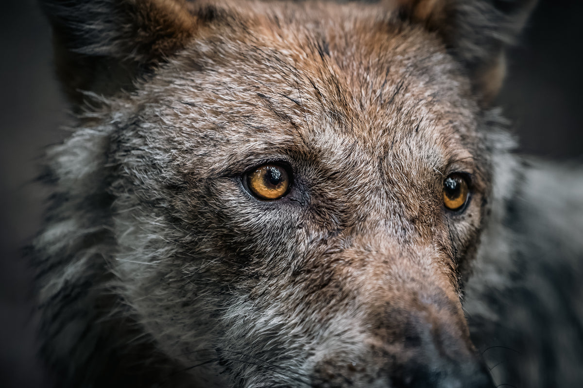Wolfspatenschaft „Finja“ 🐺