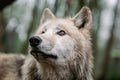 Wolfspatenschaft „Luna“ 🐺
