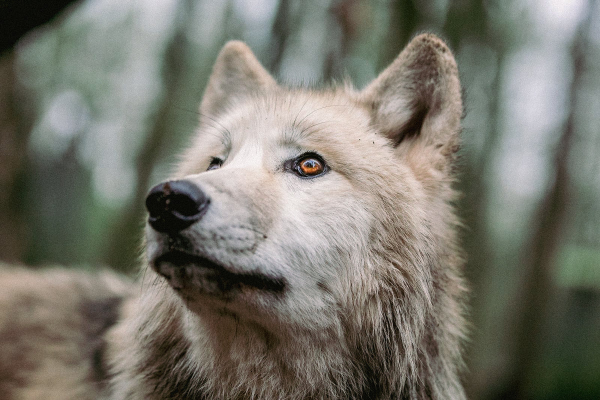 Wolfspatenschaft „Luna“ 🐺
