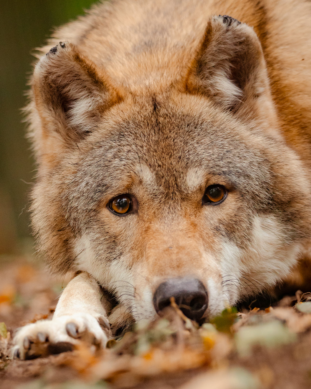 Wolfspatenschaft „Milan“ 🐺
