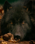 Wolfspatenschaft „Raja“ 🐺