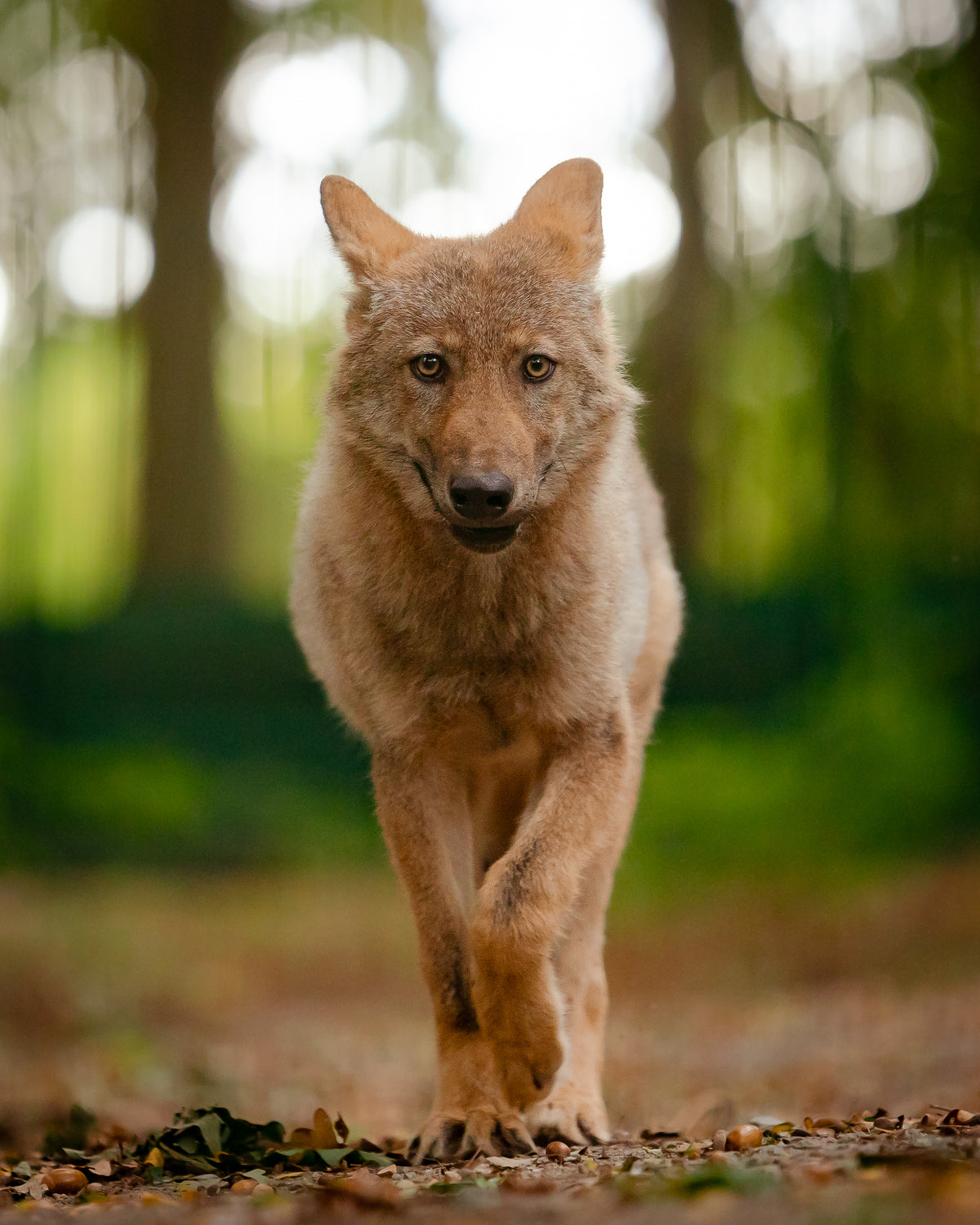 Wolfspatenschaft „Yari“ 🐺