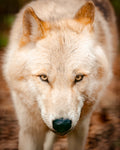 Wolfspatenschaft „Yuna“ 🐺