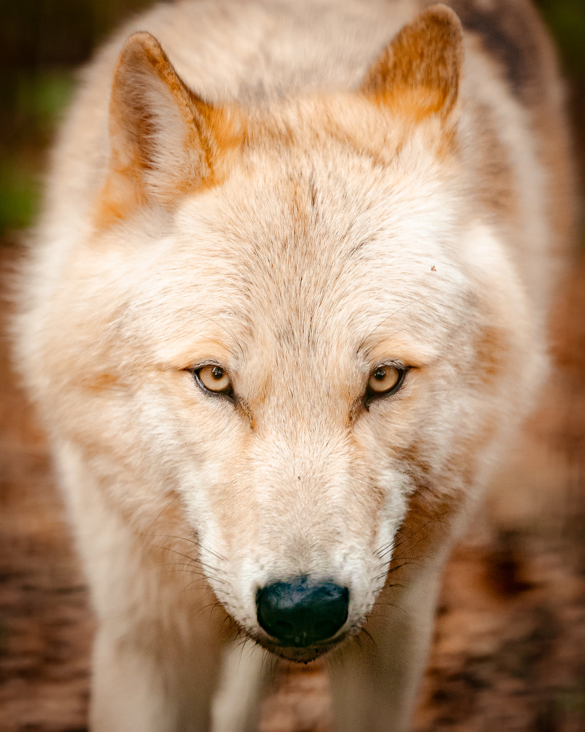 Wolfspatenschaft „Yuna“ 🐺