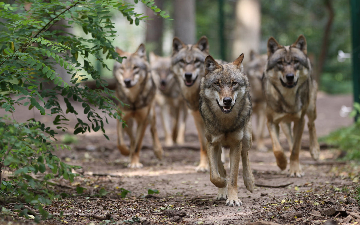 Wolfspatenschaft „unsere Wölfe“ 🐺