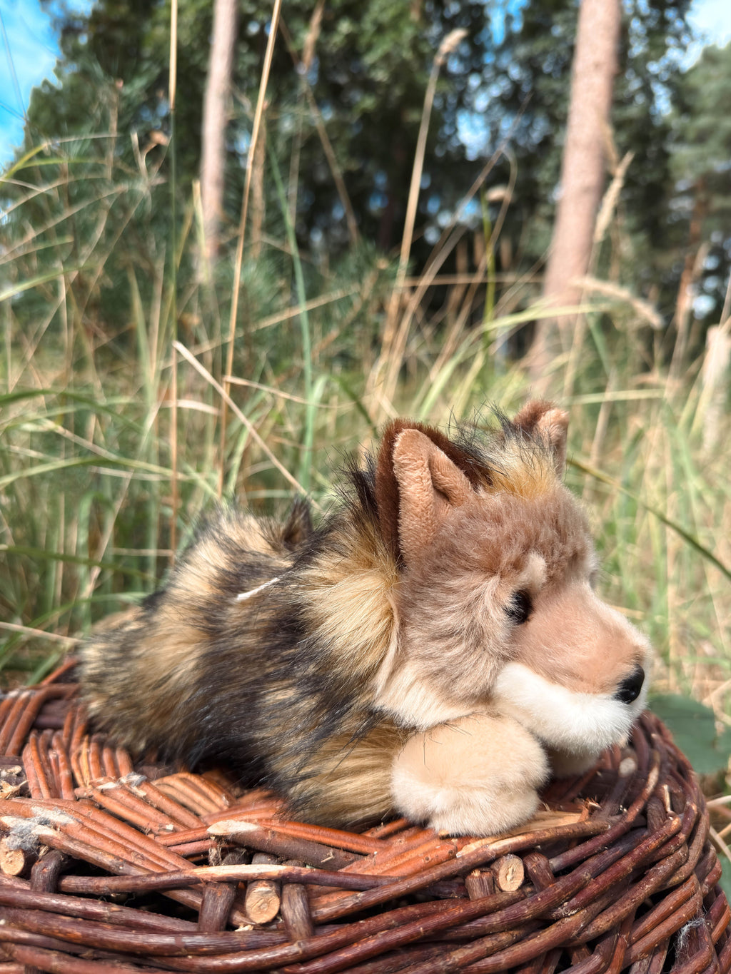 Der braune Wolf 24cm liegend, der Herzen erobert