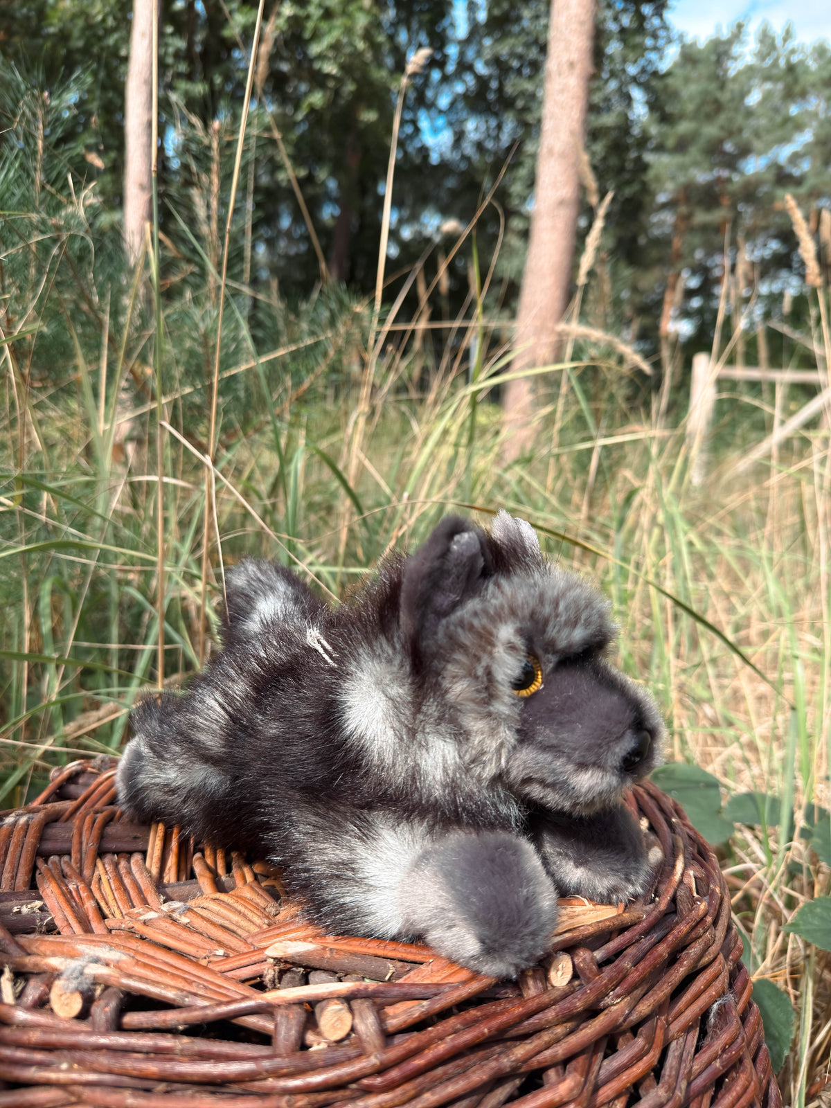Der schwarze Wolf 24cm liegend, der Herzen erobert