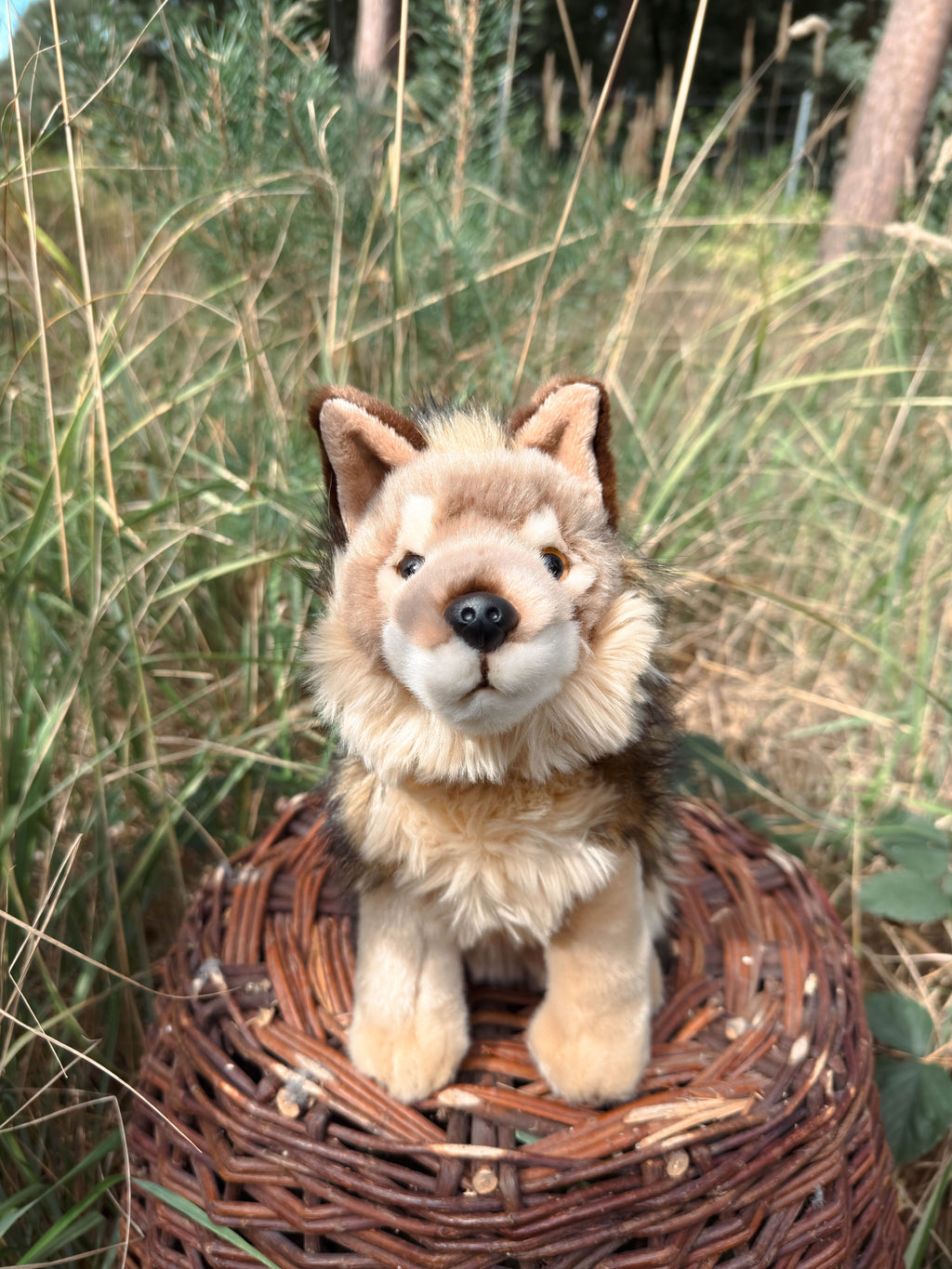 Der braune Wolf 29cm sitzend, der Herzen erobert