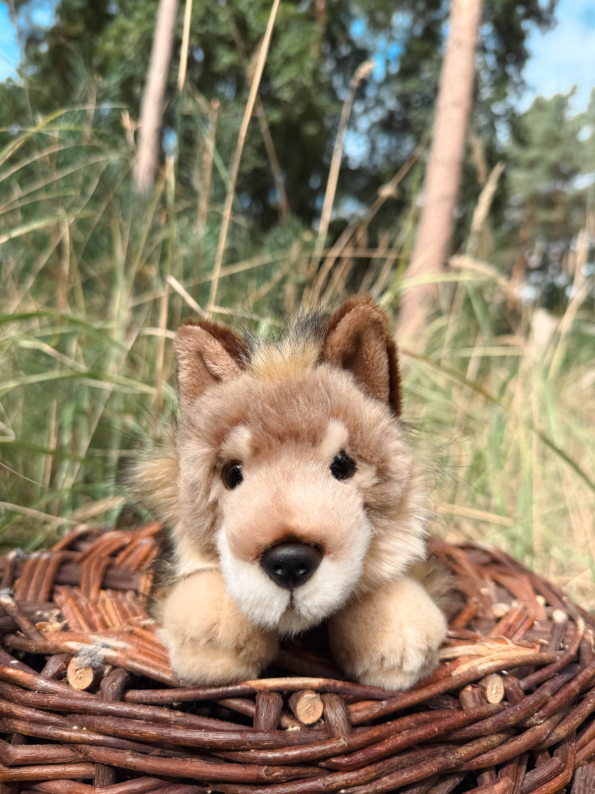 Der braune Wolf 24cm liegend, der Herzen erobert